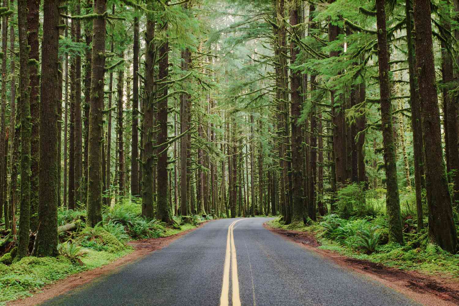 Olympic Peninsula Loop photo 2